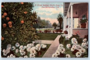San Bernardino California Postcard Street Looking North 5th Garden Flowers 1910