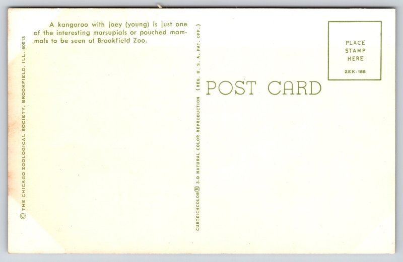 Animal~Kangaroo & Young (Joey)Carried In Pouch~Brookfield IL Zoo~Vintage PC