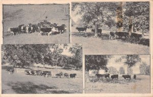 Columbia Missouri University Cattle Farming Scene Vintage Postcard AA59140