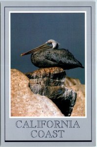 Postcard - Brown Pelican, California Coast - California