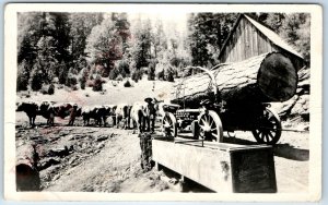 c1920s Placer Co. Cali. RPPC Logging Oxen Real Photo Postcard Foresthill A99