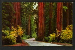 Redwoods,Avenue of the Giants Parkway,CA BIN