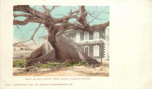 Pvt Mailing Card; Ceiba/ Silk Floss Tree, Nassau Bahamas, Detroit Photographic