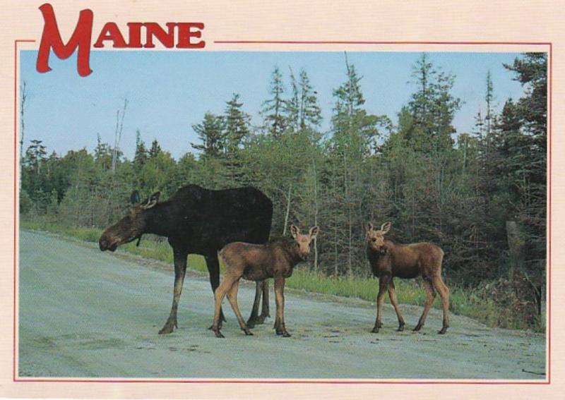 Maine Cow Moose With Twin Calves