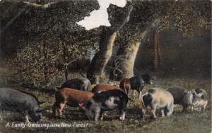 New Forest Hampshire UK~Wild Boar Family Gathering~F Broomfield Publ POSTCARD