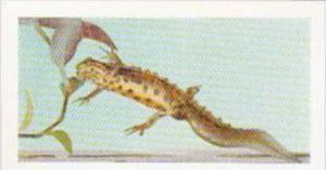 Hornimans Tea Trade Card Pets No 34 Common Newt