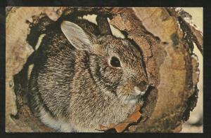 Cottontail Rabbit Post Card PPC1155