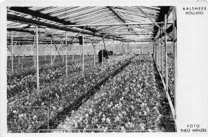 Lot 72 aalsmeer real photo teo wenzel netherlands greenhouse full of freesias