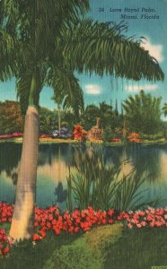 Vintage Postcard 1951 Lone Royal Palm Miami Florida FL Novelti-Craft Co. Pub.