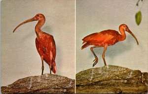 Birds Scarlet Ibis Philadelphia Zoo