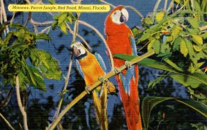 Macaws 