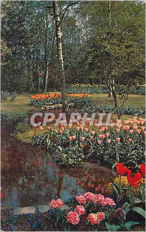 Modern Postcard From Bloemenvelden in Bloei