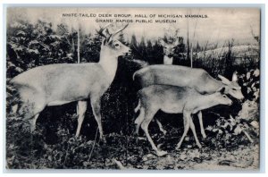 Grand Rapids MI, White Tailed Deer Group Michigan Mammals Public Museum Postcard 