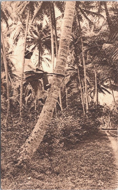 Trinidad And Tobago Climbing Coconuts Vintage Postcard 05.42 