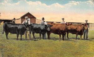 Chicago Illinois Butcher Suppy Advertising Antique Postcard J80326 