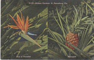 Florida St Petersburg Sunken Gardens Beautiful Bird Of Paradise In Bloom and ...