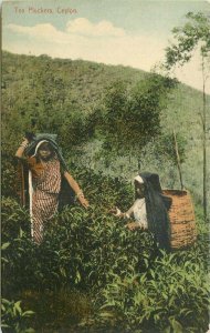 Sri Lanka SE Asia C-1910 Tea Pickers farm agriculture Ceylon Postcard 21-7116