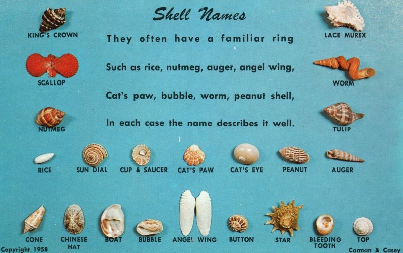 Vintage Postcard Shell Names Latin Or Greek Common Names Shell Reference