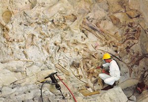 A Dinosaur Hunter Paradise, Dinosaur National Monument 