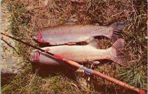 Trout & Fly Rod Houston BC British Columbia Fishing Fish Postcard G27