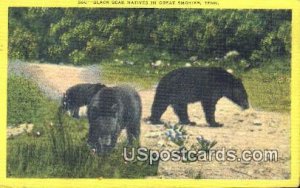 Black Bear Natives - Great Smokies, Tennessee TN  