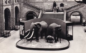 Elephants in British Museum Central Hall London Real Photo Postcard