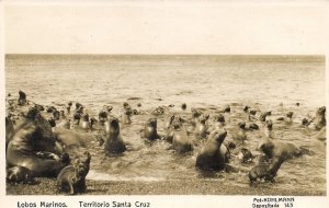 argentina, Territorio Santa Cruz, Lobos Marinos, Sea Lions (1920s) Kohlmann RPPC