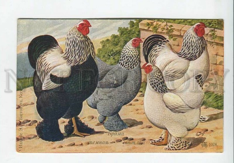 Watercolor Brahma Chickens -  Canada