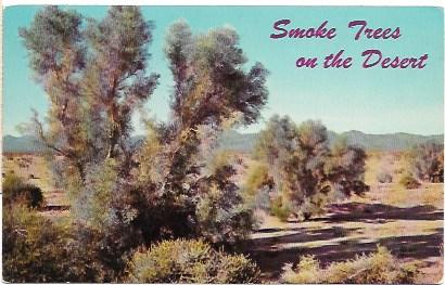 US Unused. Smoke Trees in the Desert - Arizona