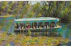 Florida Silver Springs Glass Bottom Boat