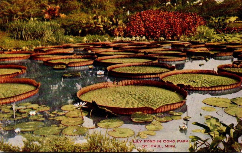 Minnesota St Paul Lily Pond In Como Park