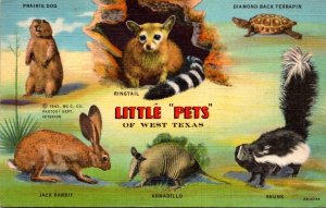 Prairie Dog Diamond Back Terrapin Jack Rabbit Armadillo & Skunk Little Pets O...