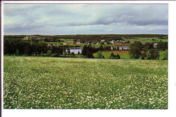 Field of Daisies, Cardigan, Prince Edward Island, Canada,