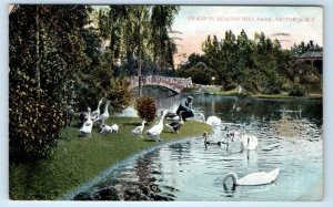 Swans in Beacon Hill Park - Victoria CANADA 1908 Postcard