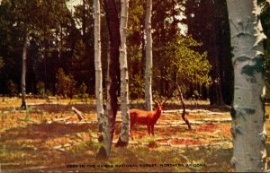 Arizona Deer In The Kaibab National Forest