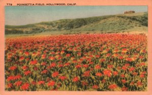 Vintage Postcard 1948 Poinsettia Field Flower Garden Hollywood California CA