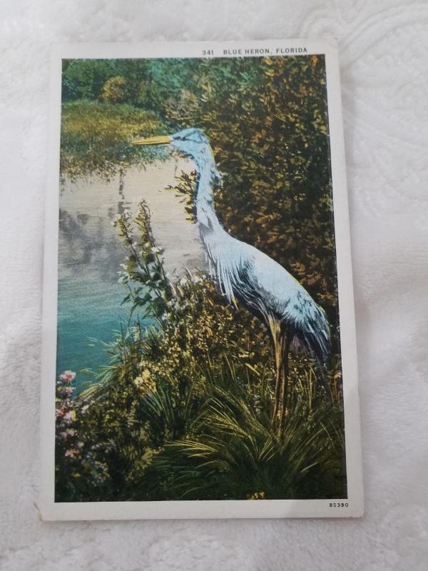 Antique Postcard entitled Blue Heron, Florida  Probably 1915-1930.  