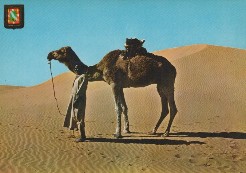 Western Sahara Postcard - Aaiun - Camel - A Stop Between The Downs RR9373  