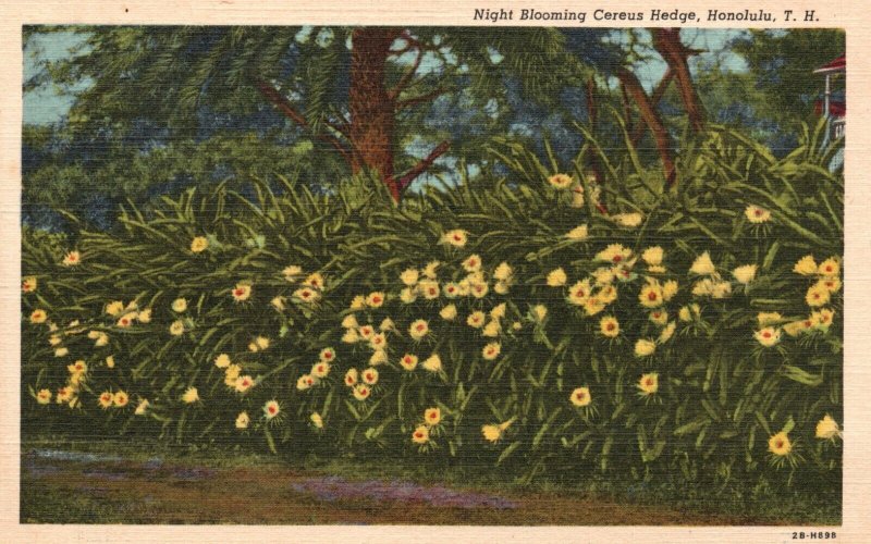 Vintage Postcard 1930's Night Blooming Cereus Hedge Honolulu Hawaii