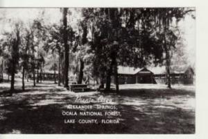 FL   LAKE COUNTY   OCALA NATIONAL FOREST  rppc postcard
