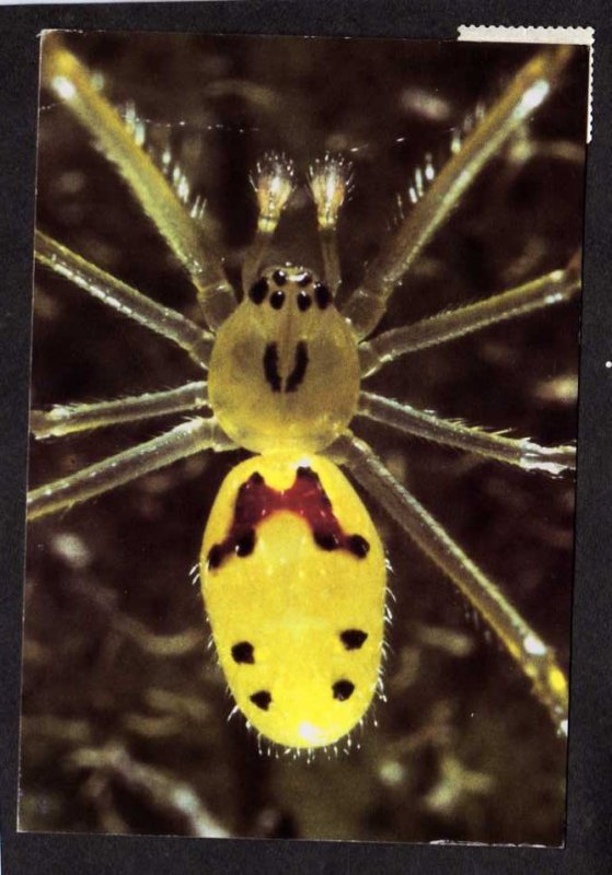 HI Hawaiian Happyface Spider Hawaii Animal Animals Postcard Insect Insects
