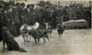 NH - Wonalancet. Sled Dog Team