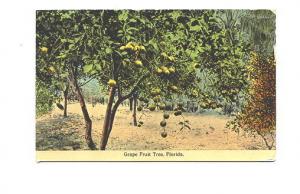 Grape Fruit Tree, Florida, Used 1914, Farming