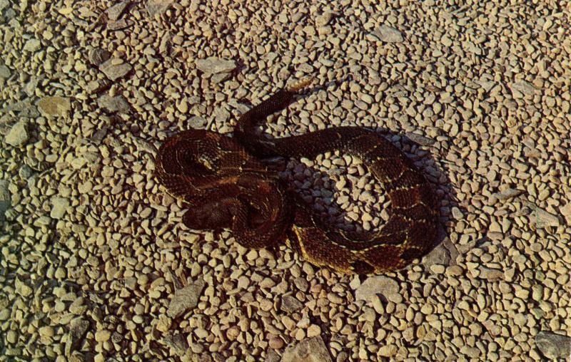 Rattlesnake 