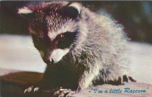 1960's I'm a little Raccoon Cute Funny Animal Chrome Postcard