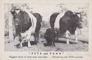 Bulls Pete and Punk Biggest Team Of Oxen Ever Recorded 6500 Pounds