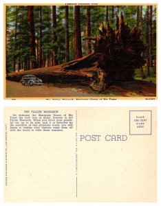 Yosemite National Park, The Fallen Monarch, Mariposa Grove of Big Trees, Cali...