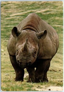 Postcard - Black or Hooked-Lip Rhino, San Diego Wild Animal Park - San Diego, CA