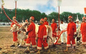 Viet Nam War Era, Thailand, Thai Ploughing Ceremony, Old Postcard