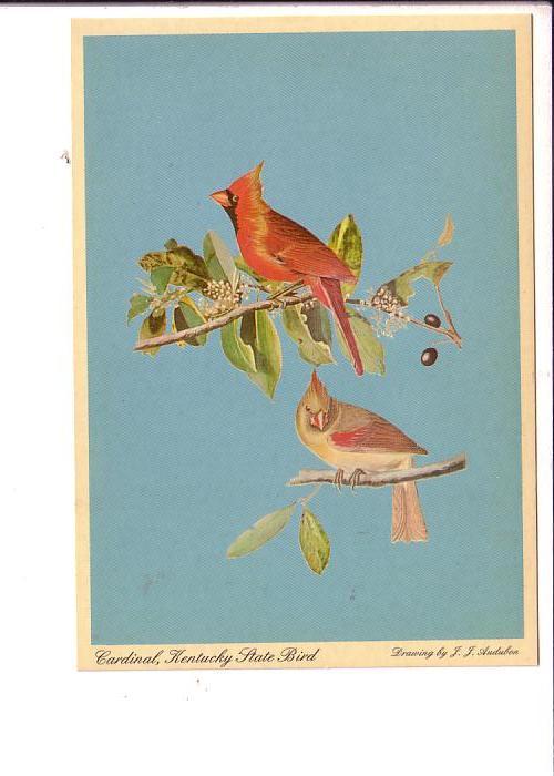 Cardinal, Kentucky State Bird, Audubon Painting